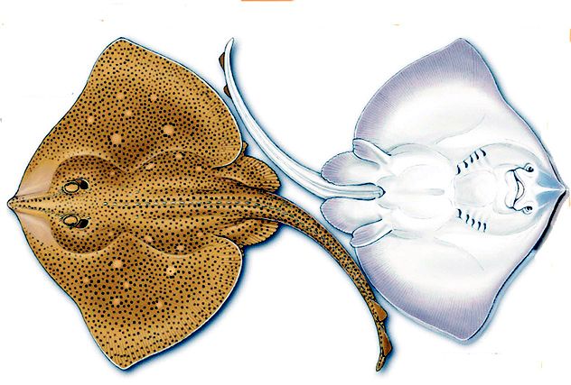 Raja brachyura_09.jpg